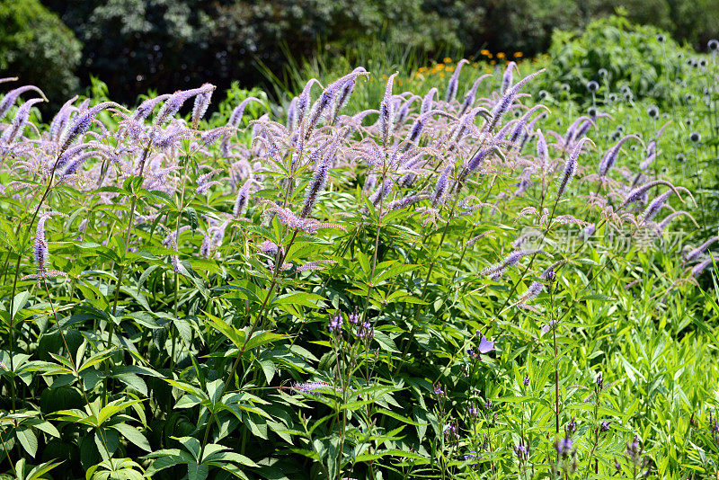 蓝色紫色的Speedwell (Veronica spicata)花盛开。